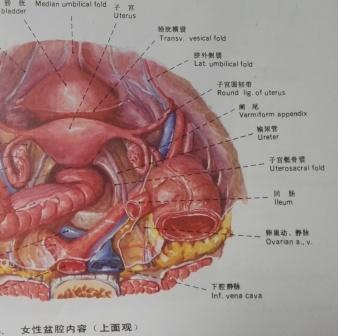 盆腔解剖，直肠解剖，子宫解剖，范贞医疗纠纷律师.jpg