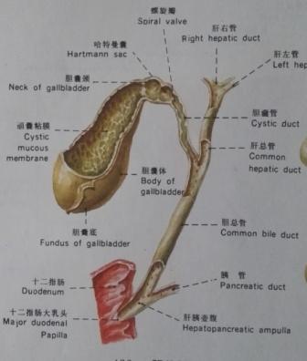 胆管解剖图，胆囊图解，范贞医疗纠纷律师.jpg