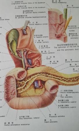 胰十二指肠解剖图，范贞医疗纠纷律师.jpg