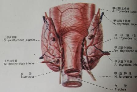 甲状腺和甲状旁腺解剖，范贞医疗纠纷律师.jpg