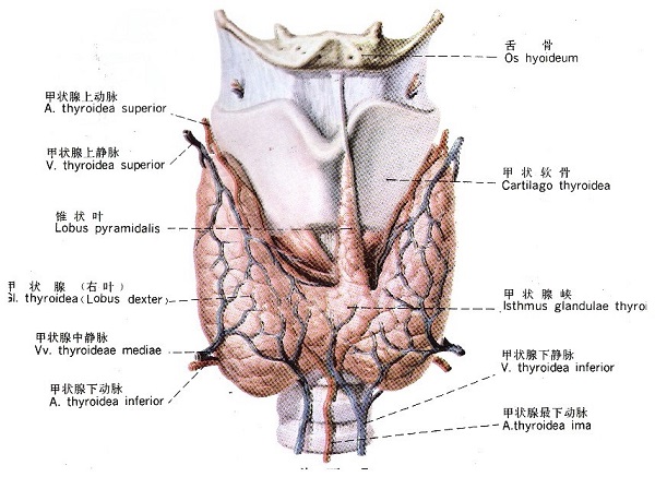 甲状腺解剖图，医疗纠纷律师