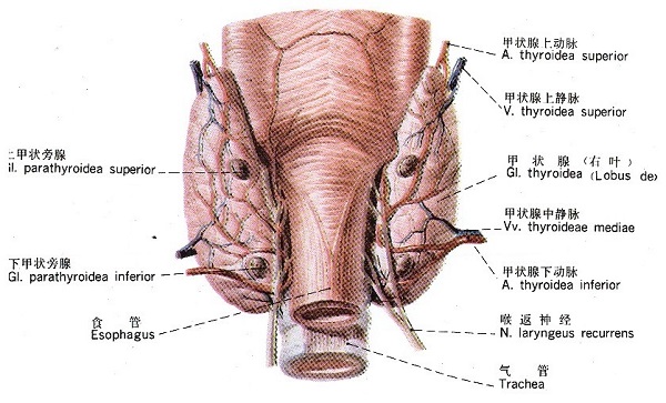 甲状腺甲状旁腺解剖图，医疗纠纷律师