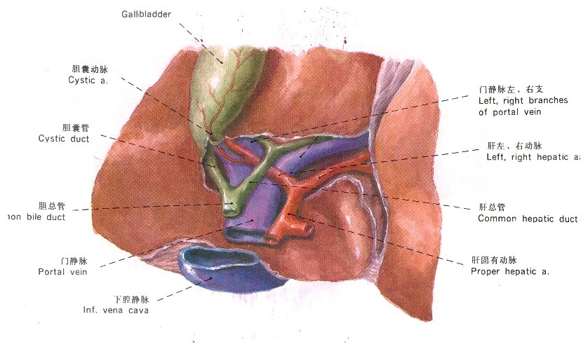 肝脏解剖图，医疗纠纷律师