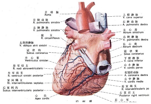 心脏解剖图，后面观，医疗纠纷律师