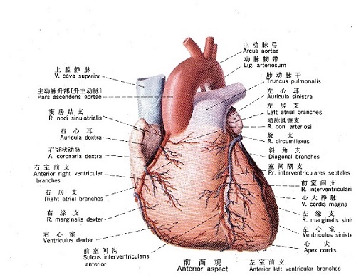 心脏解剖图，前面观，医疗纠纷律师