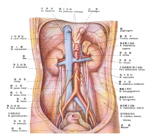 肾输尿管解剖图，医疗纠纷律师