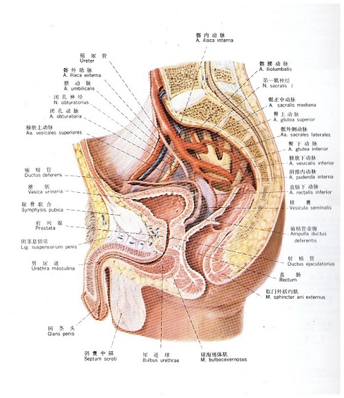 盆腔纵切面解剖图，医疗纠纷律师