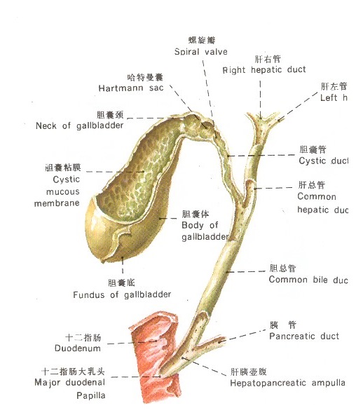 肝外胆管示意图，医疗纠纷律师