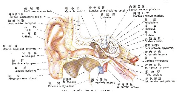 耳解剖图，医疗纠纷律师