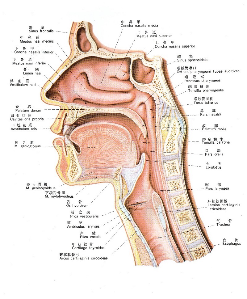 人体鼻腔,咽喉,口腔解剖