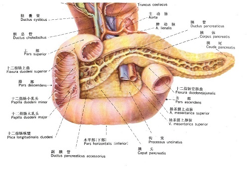 胰十二指肠解剖图，范贞律师